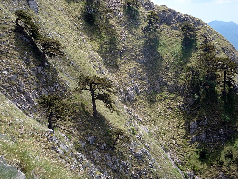 Le Lisce d'Arpe, Monte Alpi