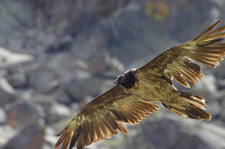Bearded vulture, Gran Paradiso National Park
