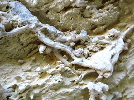 Umpa Lumpa, Sicilia - Umpa Lumpa: particolarita di rami pietrificati