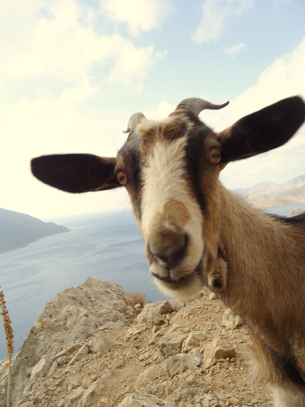 Kalymnos climbing camp - October - Another new goat friend!