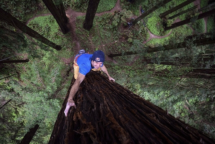 Chris Sharma sale un gigante albero di sequoia