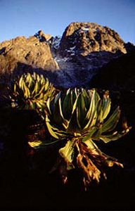 Monte Kenya - Il Monte Kenya parete nord