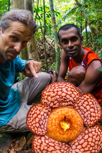 Damai Sentosa, Dragon's Horns, Malaysia - Rafflesia, the world biggest flower, below the mountain and in the jungle b