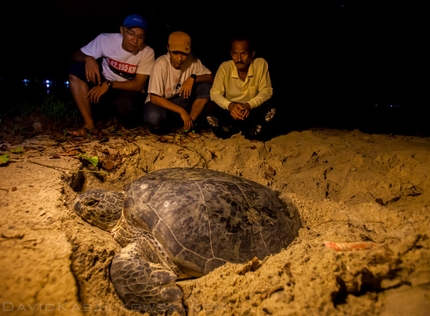 Damai Sentosa, Dragon's Horns, Malaysia - Big turtle at Sam's beach place