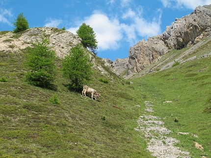 Alpe Trela - Alpe Trela, Valdidentro, Alta Valtellina (SO)