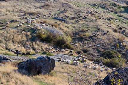 Bouldering at Prilep, Macedonia - Sheep at Prilep