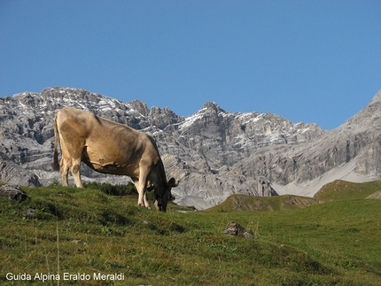 Monte Zebrù - Dalla Val Zebrù verso il rifuguo V Alpini e la mole del Monte Zebrù