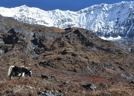 Rolwaling, Nepal, Himalaya - Yak at Na
