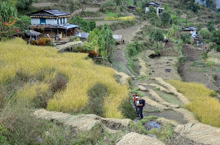 Rolwaling, Nepal, Himalaya - Rice fields at Thare.