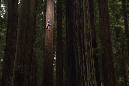 Chris Sharma climbs Jumbo Wood on giant Redwood tree