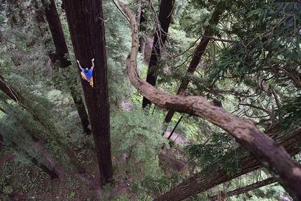 Chris Sharma, Redwood tree, Eureka - Chris Sharma sale un gigante albero di sequoia ad Eureka, USA, il 20 maggio 2015.