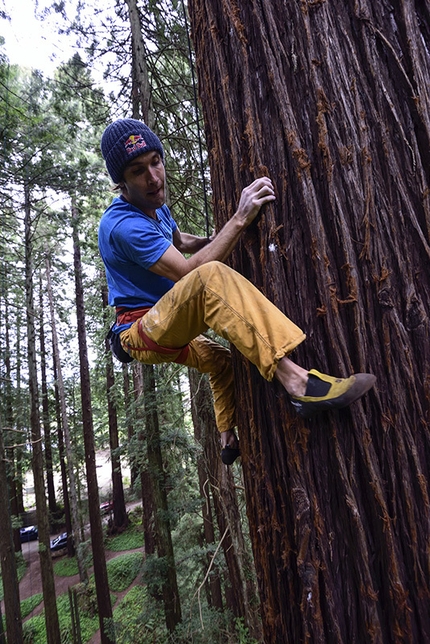 Chris Sharma, Redwood tree, Eureka - Chris Sharma climbing a Redwood tree in Eureka, CA, USA on 20 May 2015