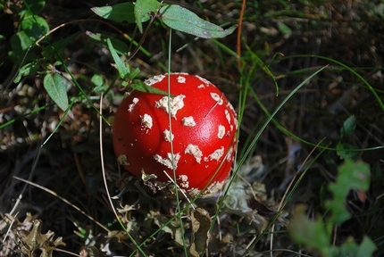Alta Badia, Malga Munt da Rina, Lago Lè de Rina - Il fungo velenoso Amanita Muscaria, trovat nel bosco durante l'escursione in Alta Badia alla Malga Munt da Rina ed il Lago Lè de Rina