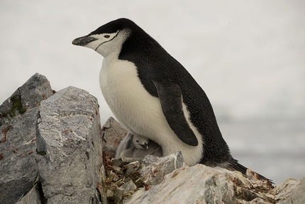Progetto Antartide, Manuel Lugli - Antartide: Pinguini