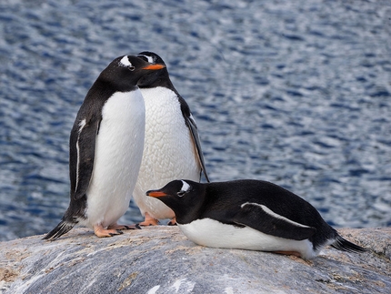 Progetto Antartide, Manuel Lugli - Antartide: un trio di pinguini
