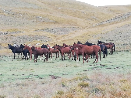 Kyrgyzstan trekking, Tian Shan - Trekking in Tian Shan, Kyrgyzstan: cavalli