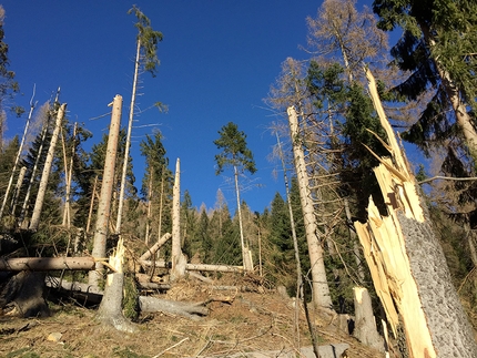 Dopo la tempesta Vaia, SCARPA sostiene il ripristino del bosco al Lago di Alleghe