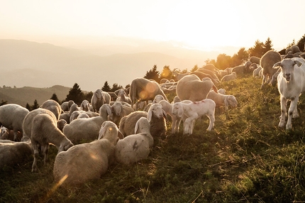 Pastori - Soprattutto, le pecore non sprecano tempo e aria in cerca di parole complicate per farsi più belle o più intelligenti.