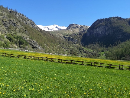 Arrampicata Barliard, Ollomont, Valle d’Aosta - Prati in fiore nella Valle di Ollomont, Valle d’Aosta