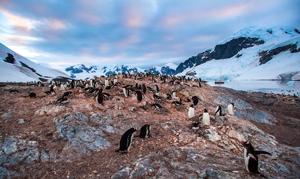 Antarctica, Gianluca Cavalli, Manrico Dell'Agnola, Marcello Sanguineti - Penguins in the Antarctic