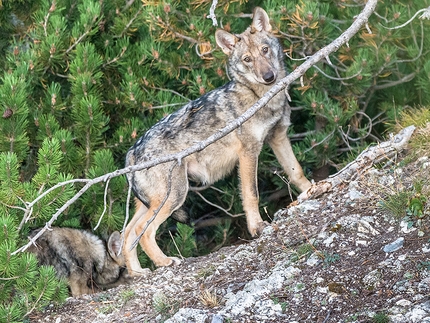 Pubblicata la prima stima esaustiva della popolazione di lupo nelle regioni alpine italiane