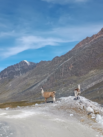 Bolivia scialpinismo, Irene Cardonatti, Paolo Armando - Scialpinismo sulle montagne della Cordillera Real in Bolivia: lama