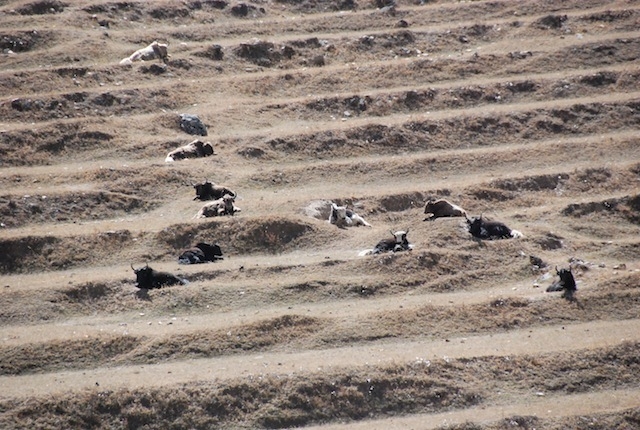 Nar Phu, the forgotten valley in the Himalaya