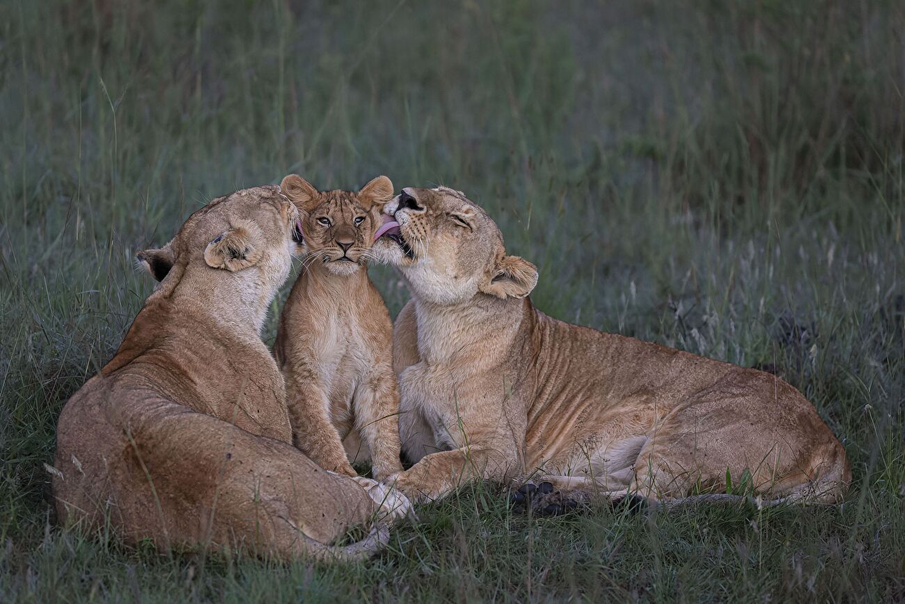 Wildlife Photographer of the Year 2023
