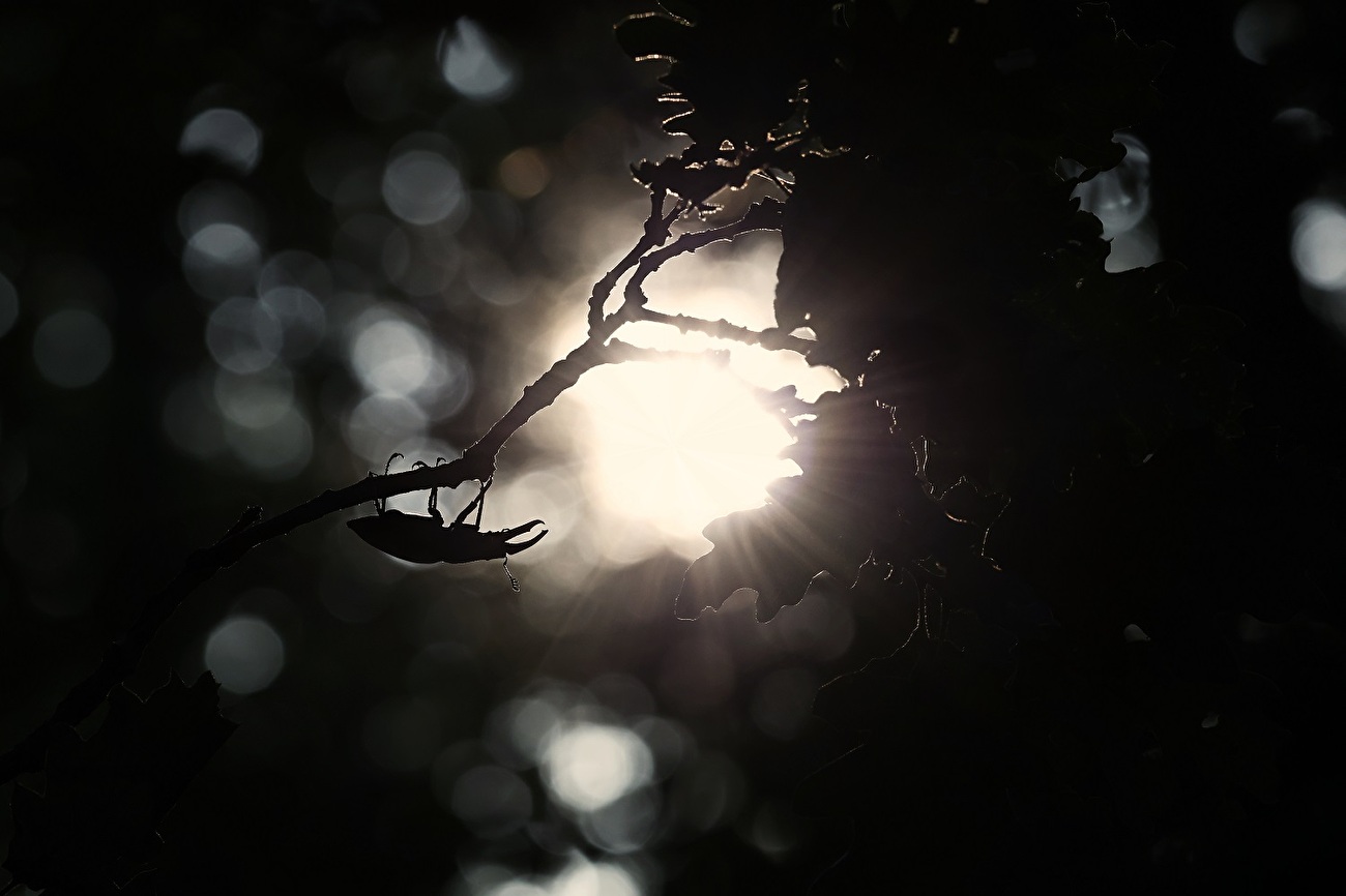Photograph the Park XVII Edition