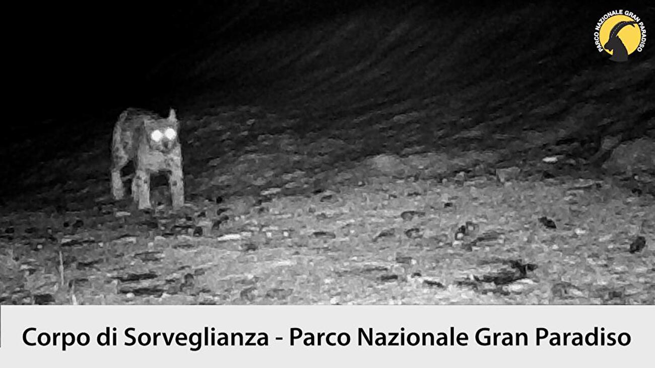 Lince Parco Nazionale Gran Paradiso
