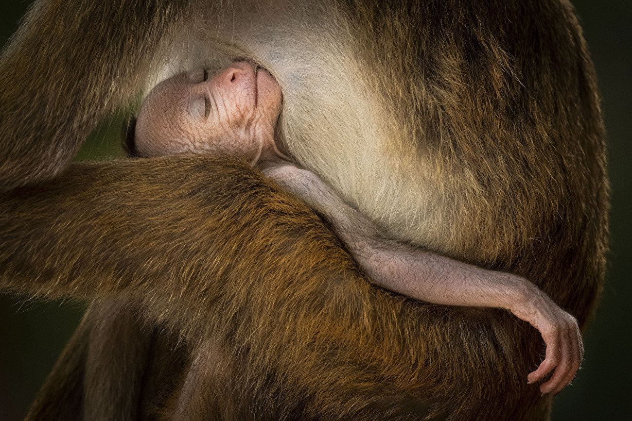 Wildlife Photographer of the Year 2024