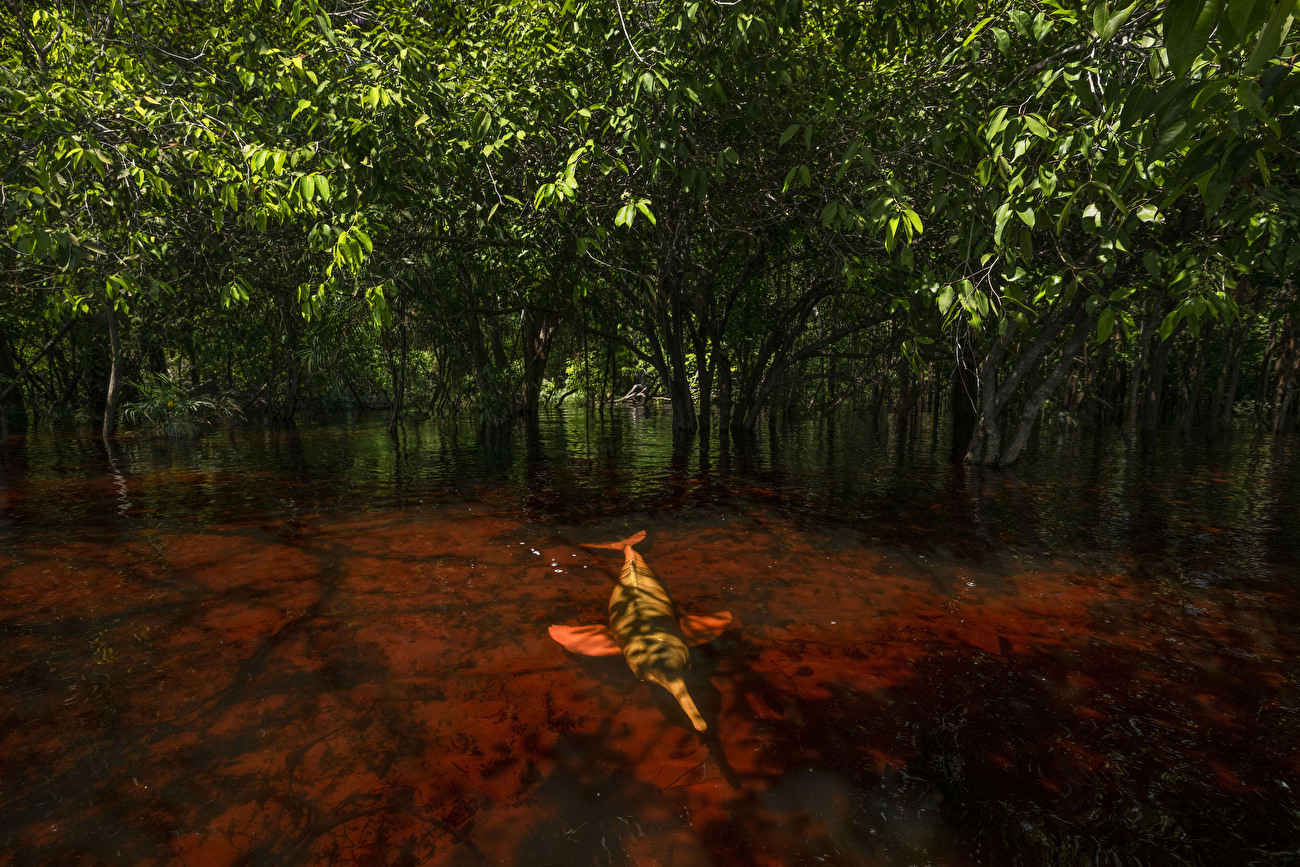 Wildlife Photographer of the Year 2024