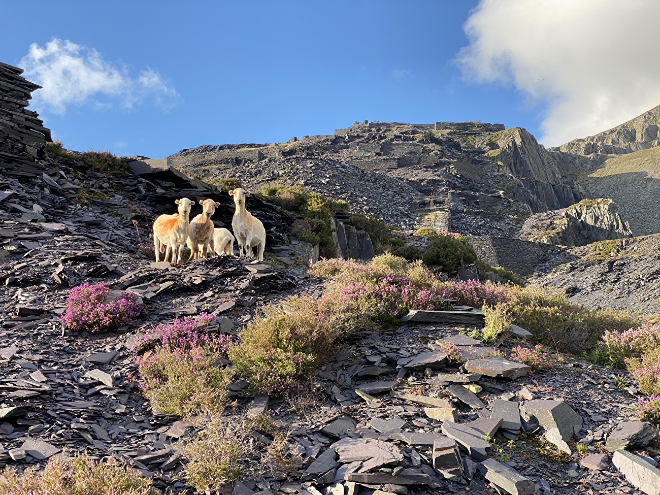 Climbing in North Wales, Caterina Bassi, Martino Quintavalla