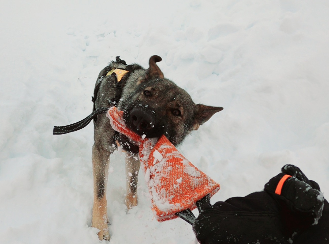 Mountain rescue