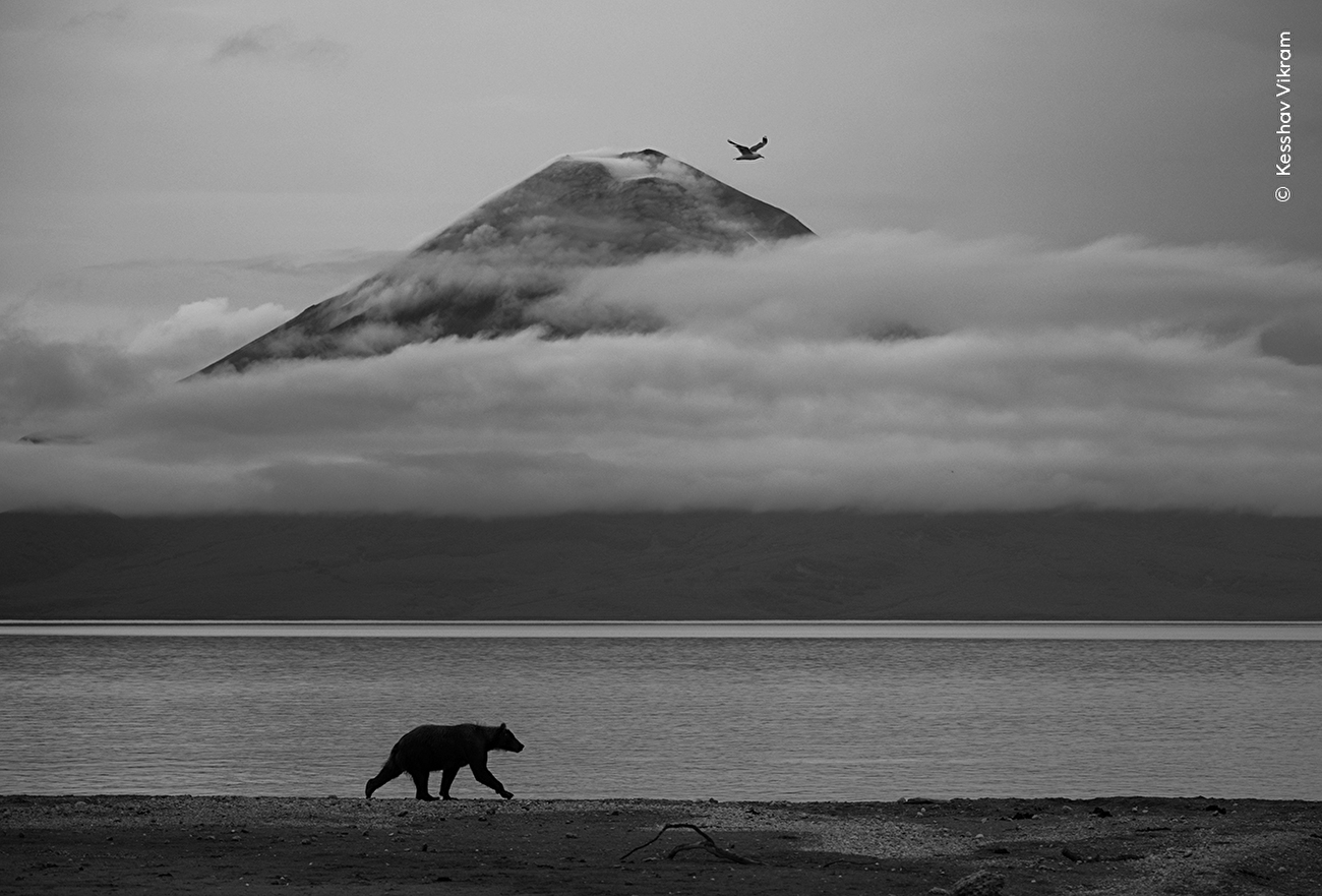 Wildlife Photographer of the Year 2025