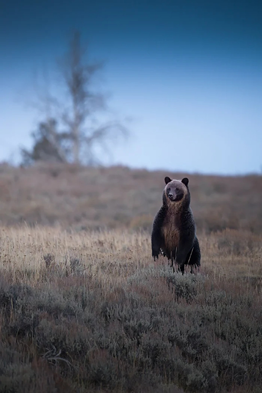 Yellowstone, Jonathan Giovannini
