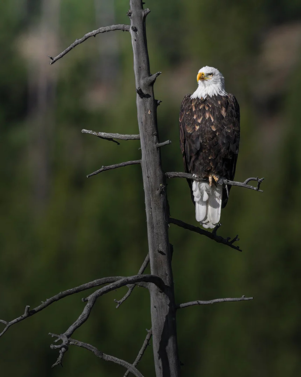 Yellowstone, Jonathan Giovannini