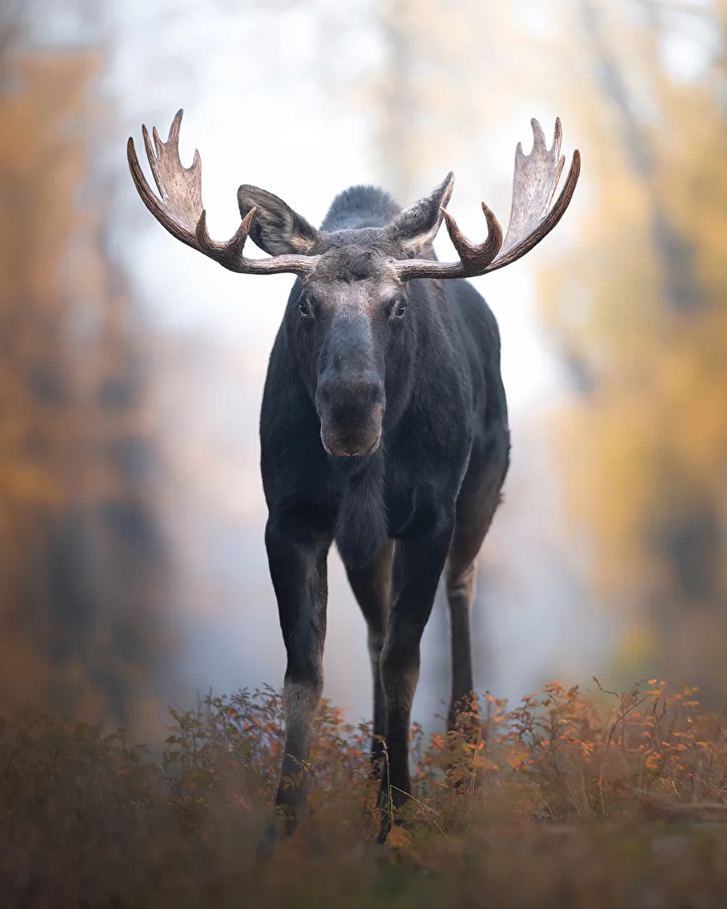 Yellowstone, Jonathan Giovannini