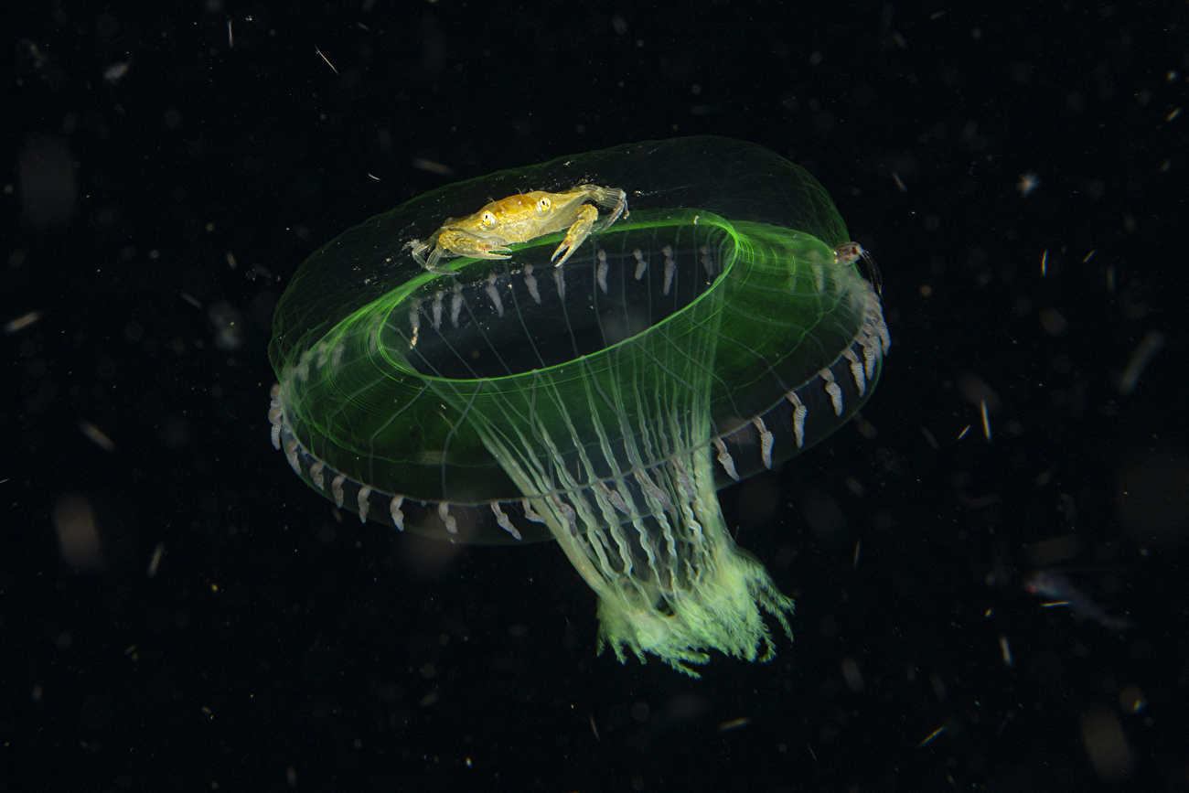 Wildlife Photographer of the Year Nuveen People's Choice Award 2026