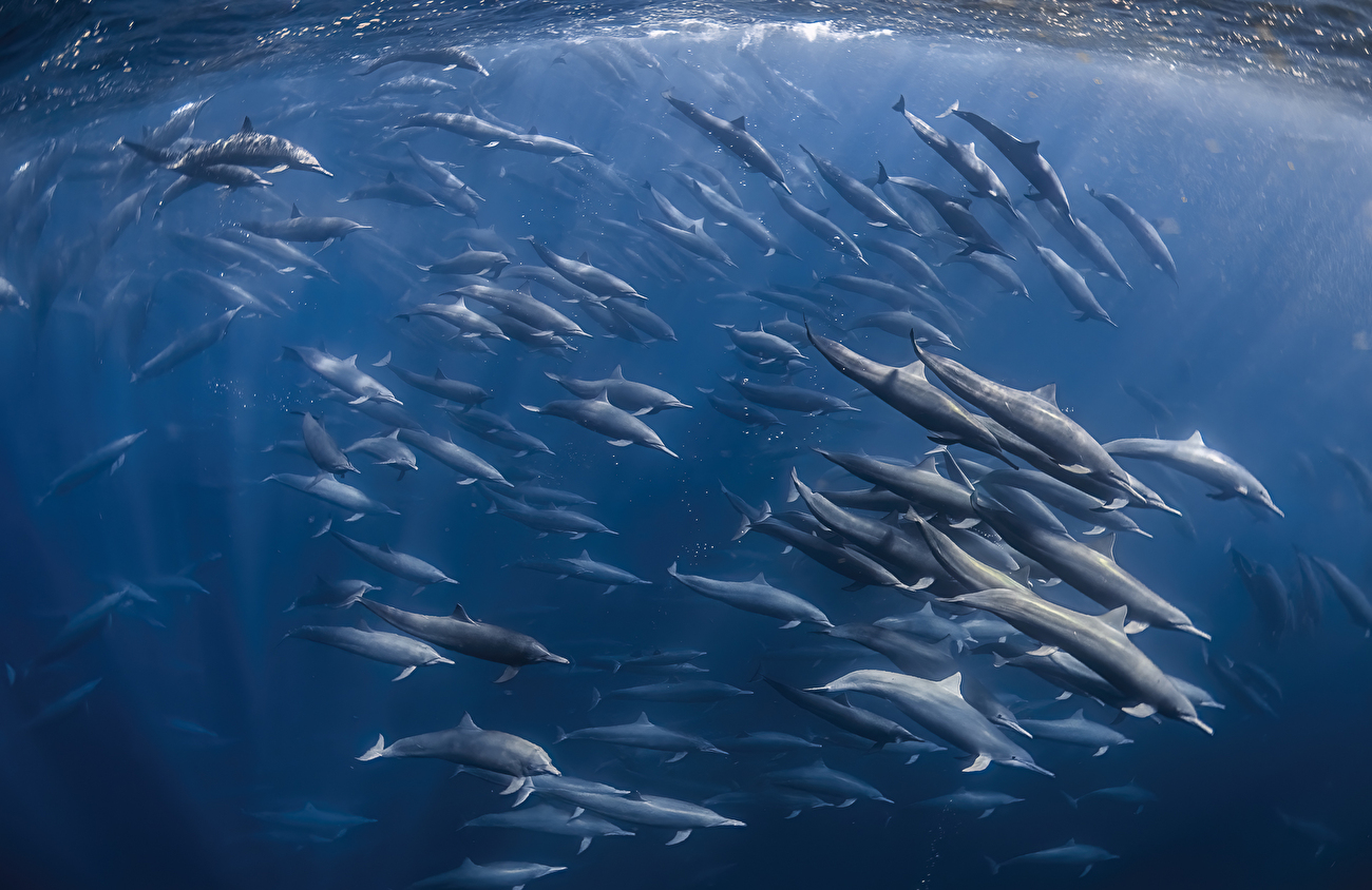 Wildlife Photographer of the Year Nuveen People's Choice Award 2026