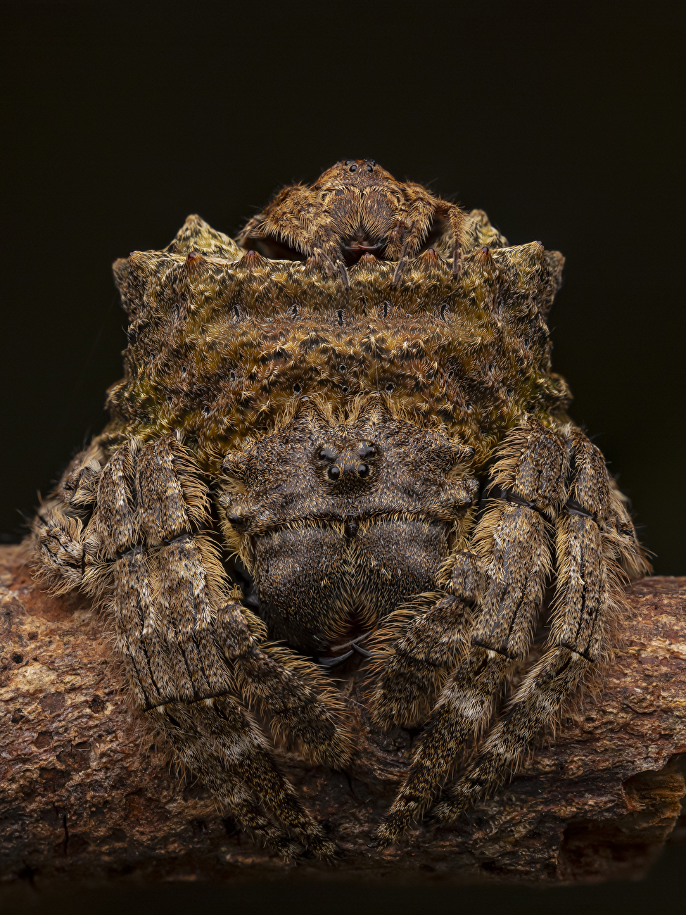 Wildlife Photographer of the Year Nuveen People's Choice Award 2026