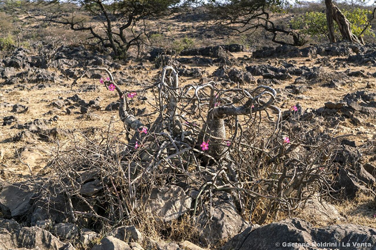 Qanaf Cave, Oman, La Venta