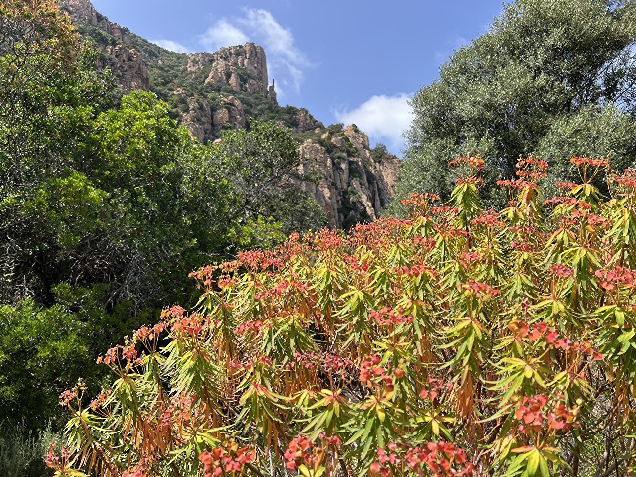Dillosauro, Jurassic Park, Sardinia