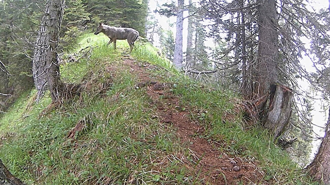 Wolf Mirco Belluno Dolomites