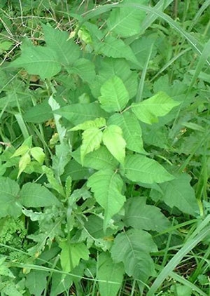 Edera Velenosa