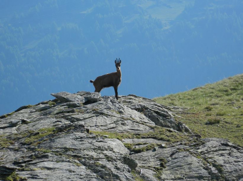 Gran Paradiso