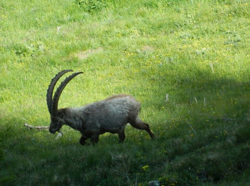 Gran Paradiso