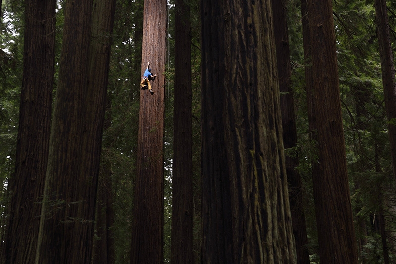 Chris Sharma, Redwood tree, Eureka