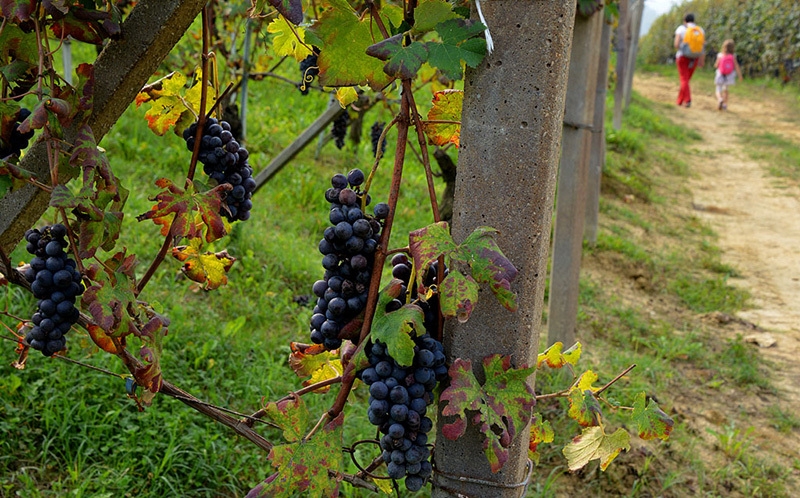 Langhe-Roero e Monferrato, Piemonte