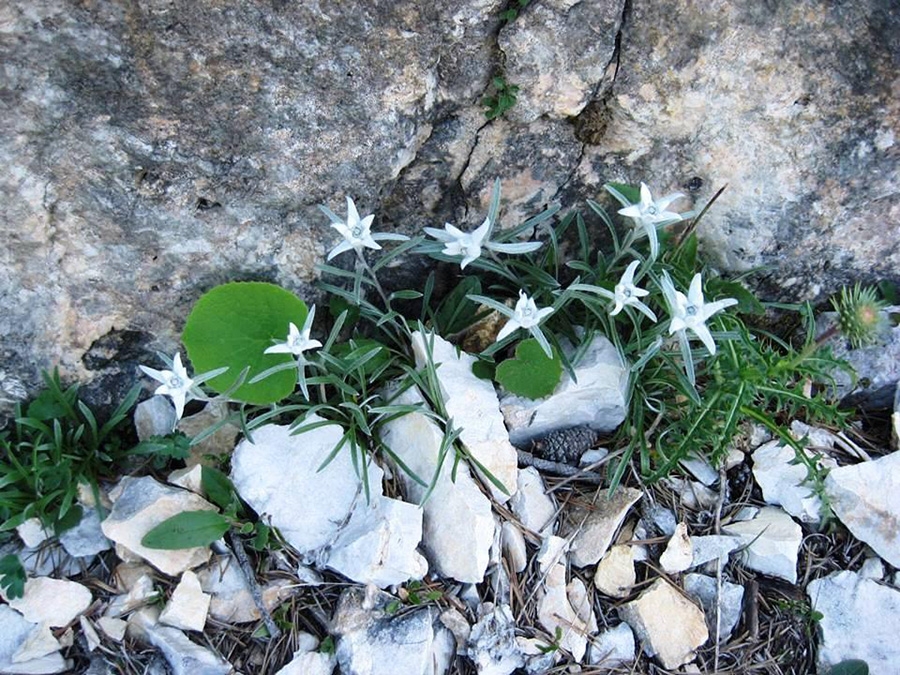 Cima Carega, Piccoli Dolomiti
